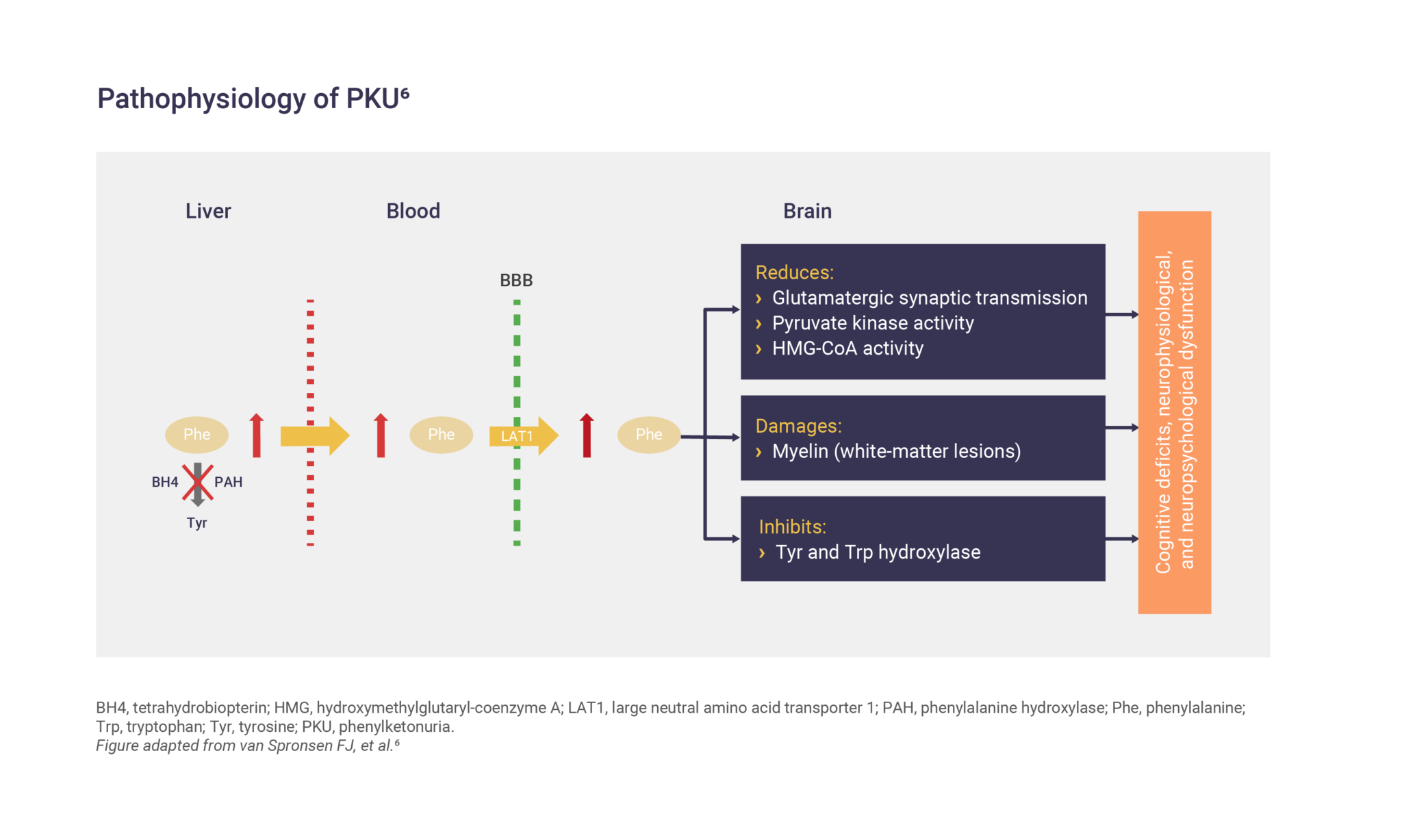 PKU disease overview - MEDhub US