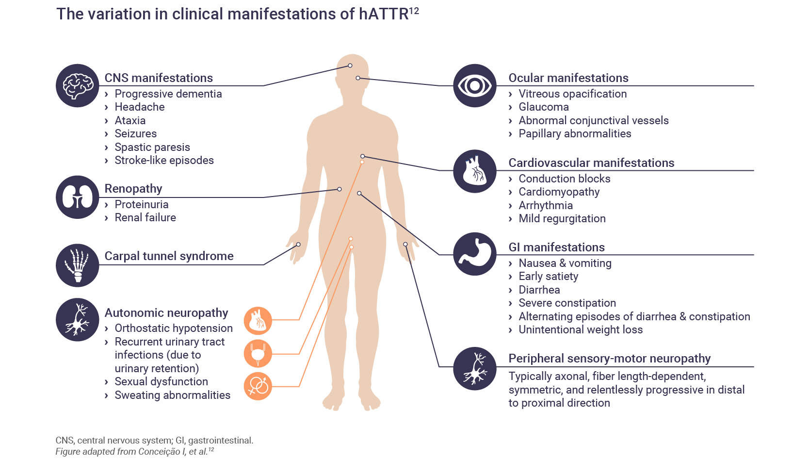 The signs and symptoms of hATTR are numerous and can affect many major organs.