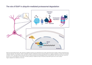 The role of E6AP in ubiquitin-mediated proteasomal degration