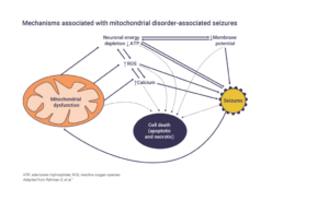 Mechanisms associated with mitochondrial disorder-associated seizures 