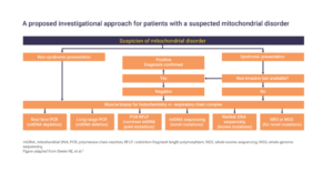 A proposed investigational approach for patients with a suspected mitochondrial disorder 